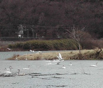 白石川白鳥飛来地