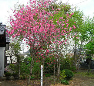 耕龍寺の花桃